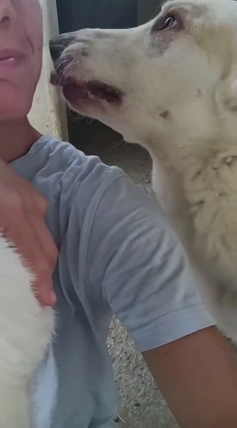 Meticcio cani in regalo: Cracco molto affettuoso - Video 1