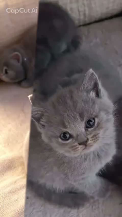 Scottish gatti in vendita: Gattini scottish  - Video 1