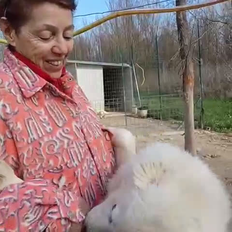 Meticcio cani in regalo: IL DOLCE SORRISO DI OSLO - Video 1