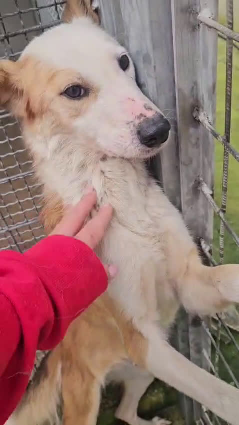 Meticcio cani in regalo: Gemma: dolce e sensibile  - Video 2