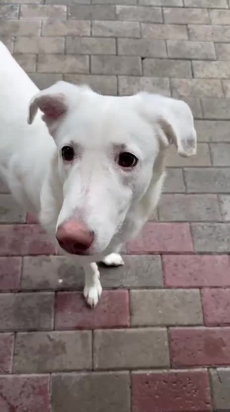 Meticcio cani in regalo: GENNA CERCA CASA - Video 3