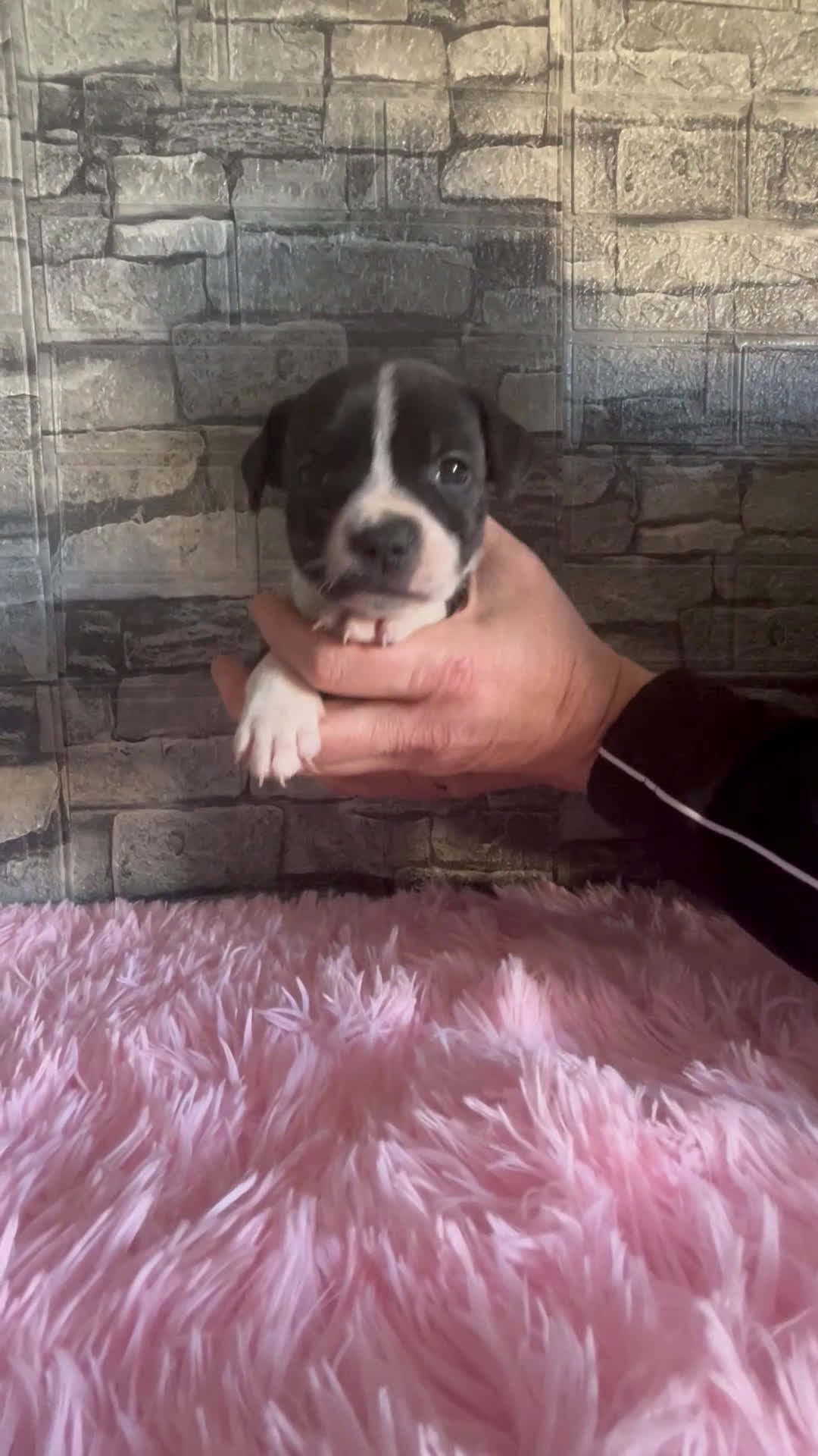 Staffordshire cani in vendita: Staffordshire bull terrier - Video 1
