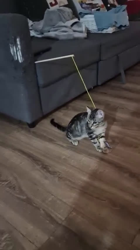 Altre razze gatti in regalo: GATITNI TENERI - Video 1