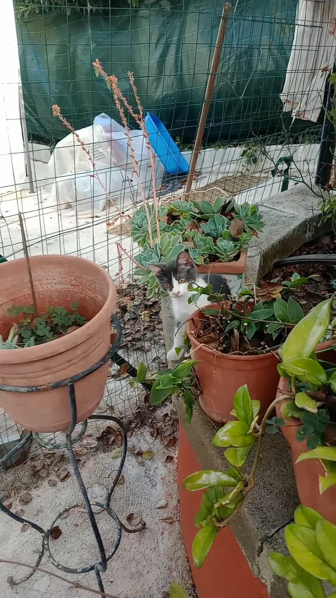 Europeo gatti in regalo: Gattina dolce - Video 1