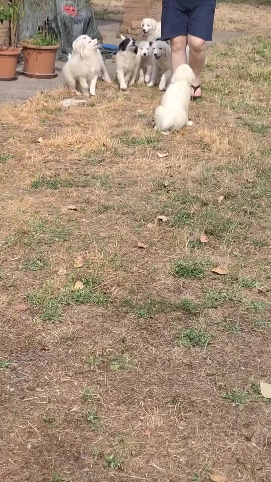 Meticcio cani in vendita: 🐶 Cucciolo maschio bianco con macchie nere - Video 3