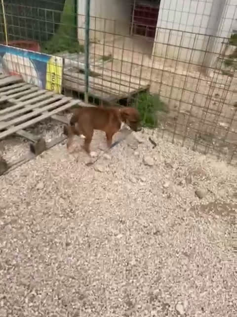 Meticcio cani in regalo: SOS SOS CUCCIOLOTTO MIX PITT a Provincia di Arezzo - Video 1