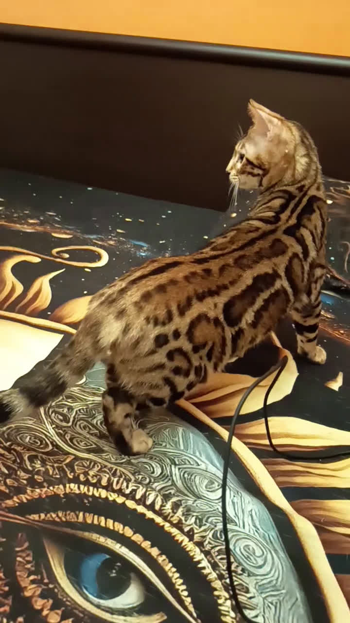 Bengala gatti in vendita: Bellissima feminuccia Bengala  - Video 1