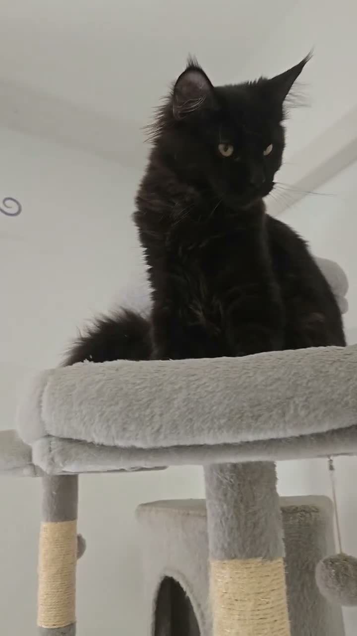 Maine Coon gatti in vendita: Cucciolo Maine Coon total black  3 mesi - Video 1
