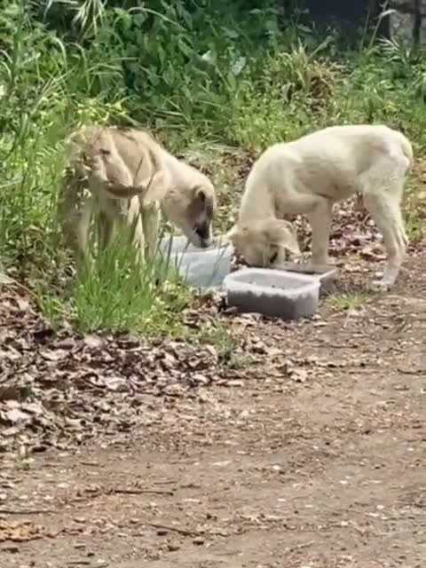 Meticcio cani in regalo:  AKI  - Video 1