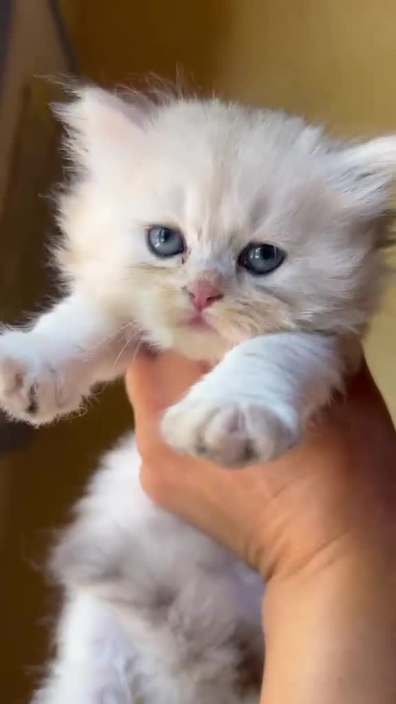 British gatti in vendita: Cuccioli British Longhair - Video 3