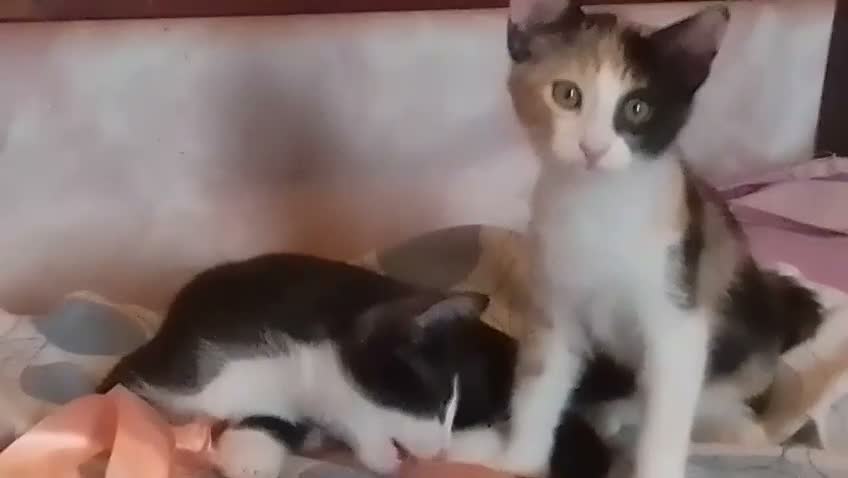 Europeo gatti in regalo: TOMMY E ALBA DOLCISSIMI GATTINI - Video 1