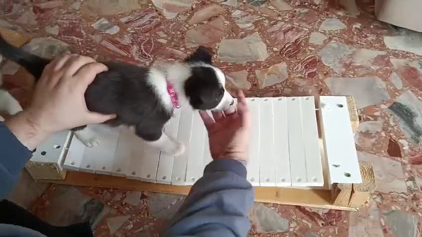 Border Collie cani in vendita: cuccioli border collie  - Video 1