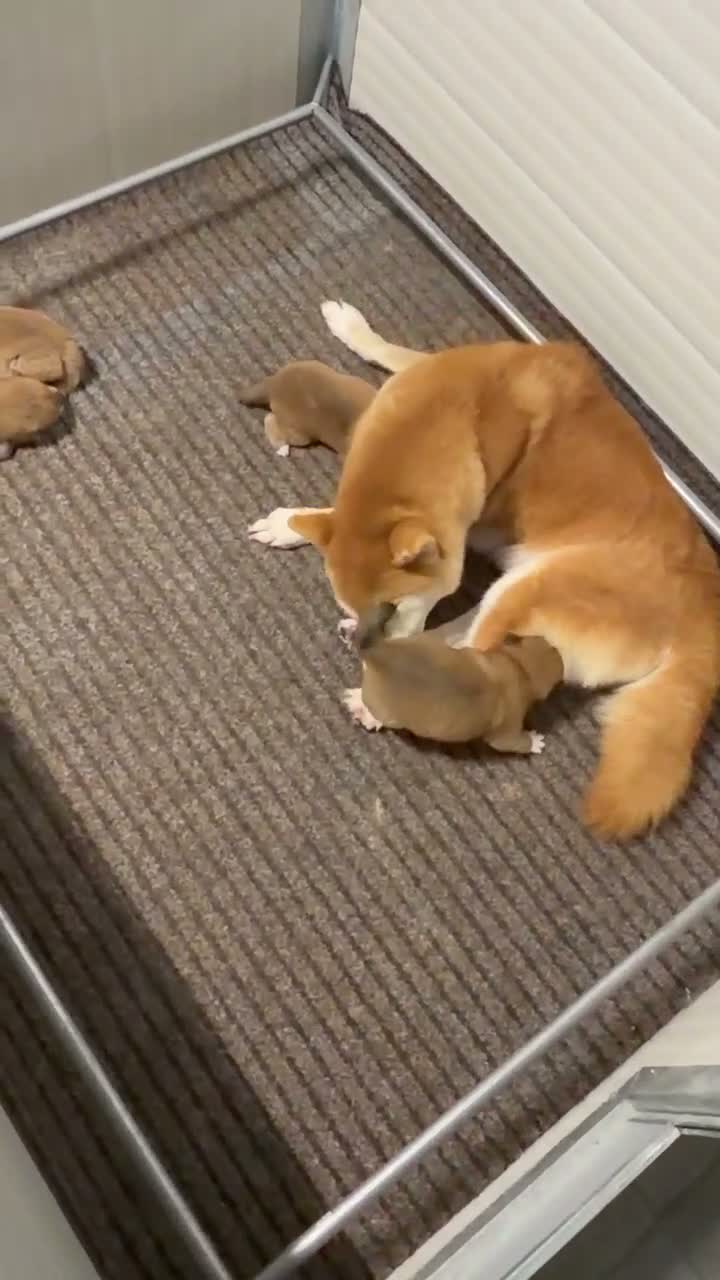 Shiba Inu cani in vendita: Ultimo cucciolo Shiba disponibile - Video 2