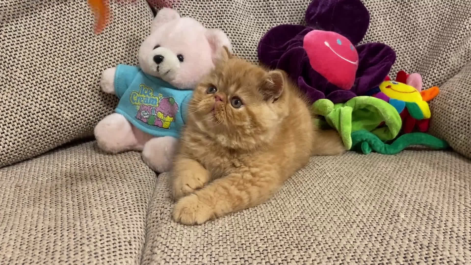 Exotic Shorthair gatti in vendita: Gattino exotic shorthair - Video 1