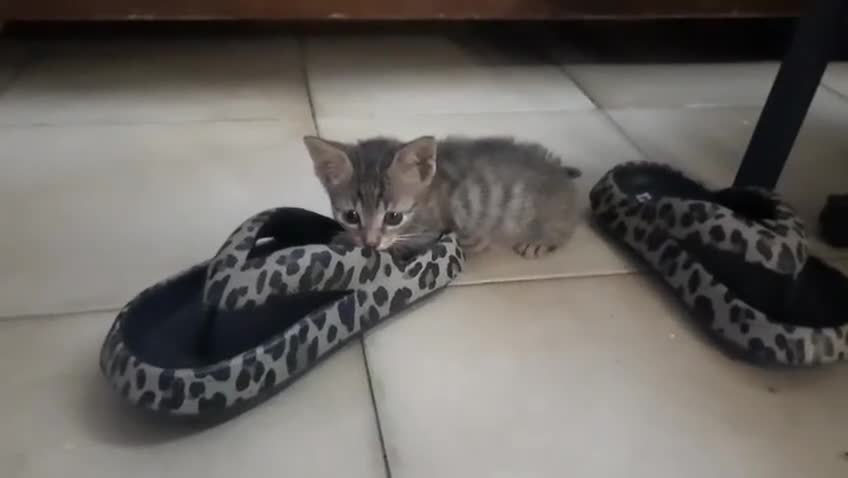 Europeo gatti in regalo: DOLCISSIMO GATTINO DI 45 GIORNI a Città metropolitana di Roma Capitale - Video 1