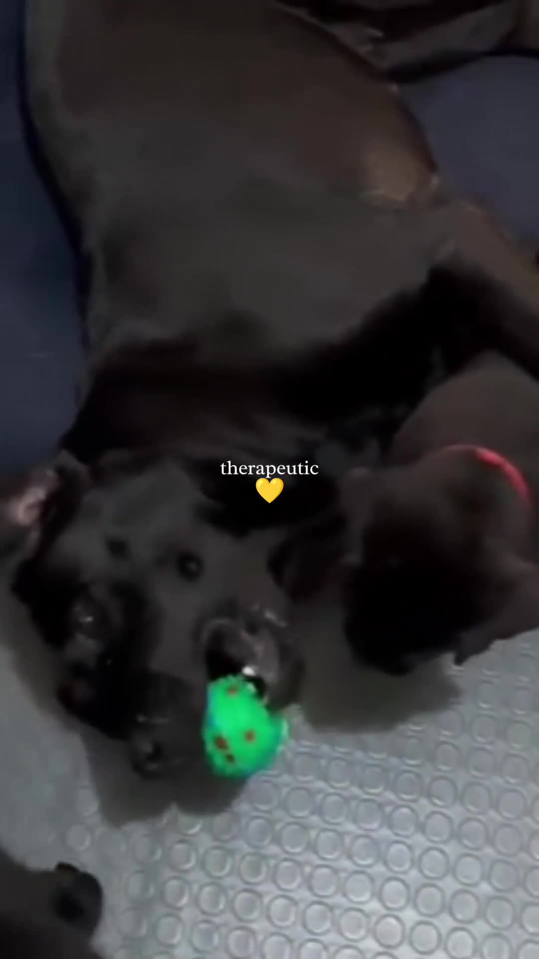 Labrador cani in vendita: Cuccioli  Labrador Retriever  - Video 1