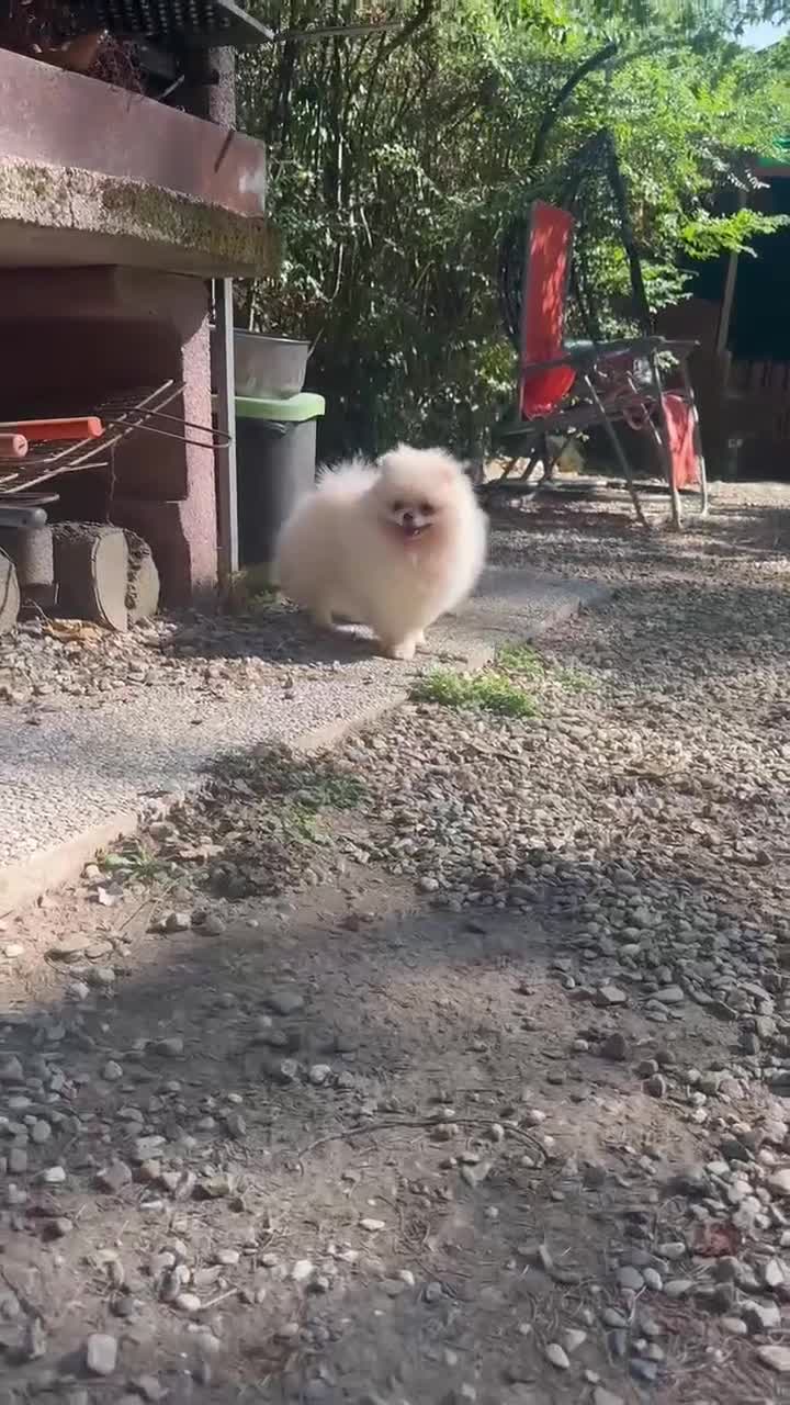 Volpino Pomerania cani in vendita: Volpino di Pomerania  - Video 1