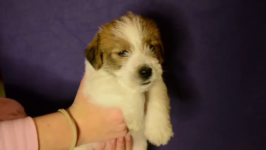 Jack Russell cani in vendita: ultimi cuccioli Jack russell terrier a pelo duro - Video 1