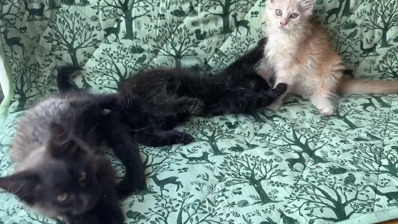 Maine Coon gatti in vendita: Cuccioli di maine coon manto black smoke - Video 2
