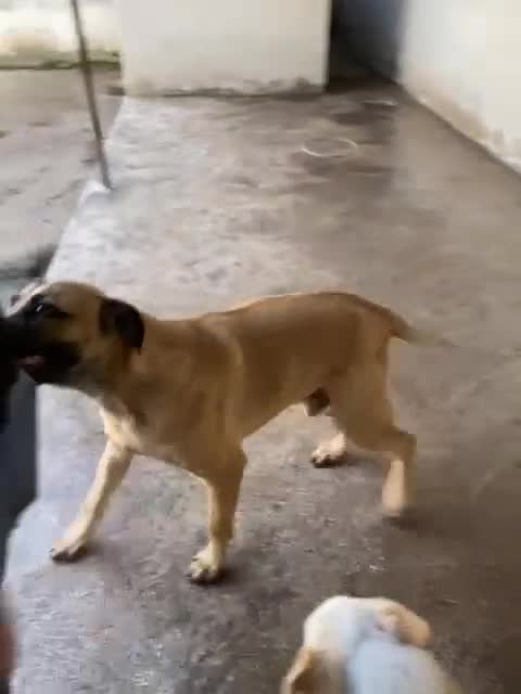 Meticcio cani in regalo: KETCHUP un simpaticone! - Video 1
