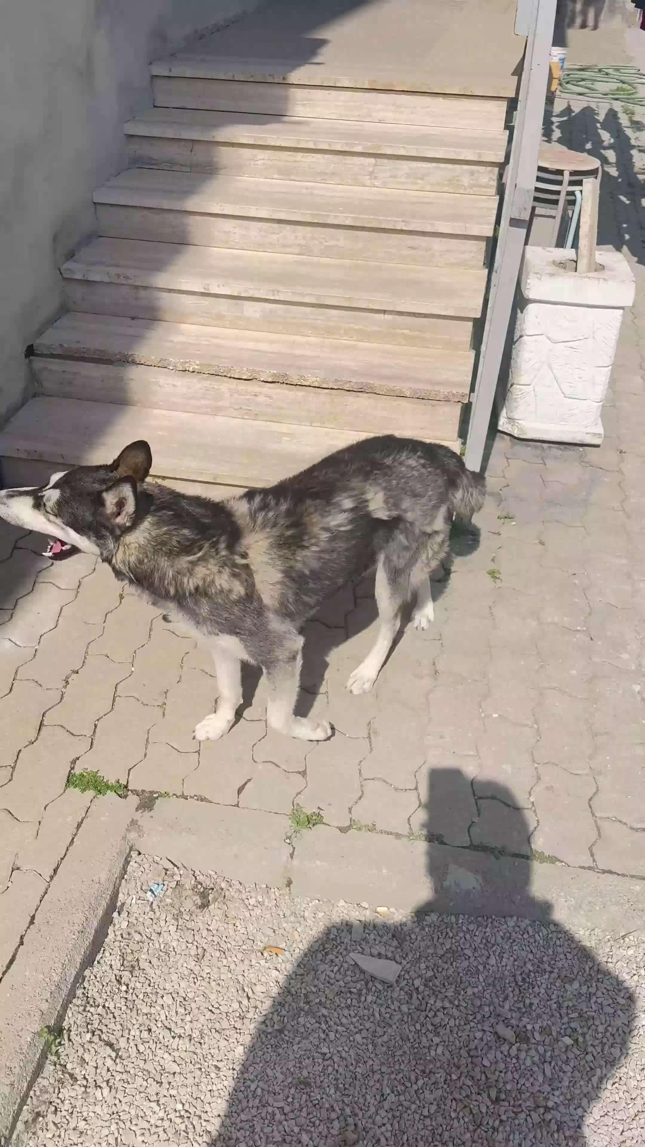 Husky cani in vendita: 2 Husky cuccioli maschi. - Video 1