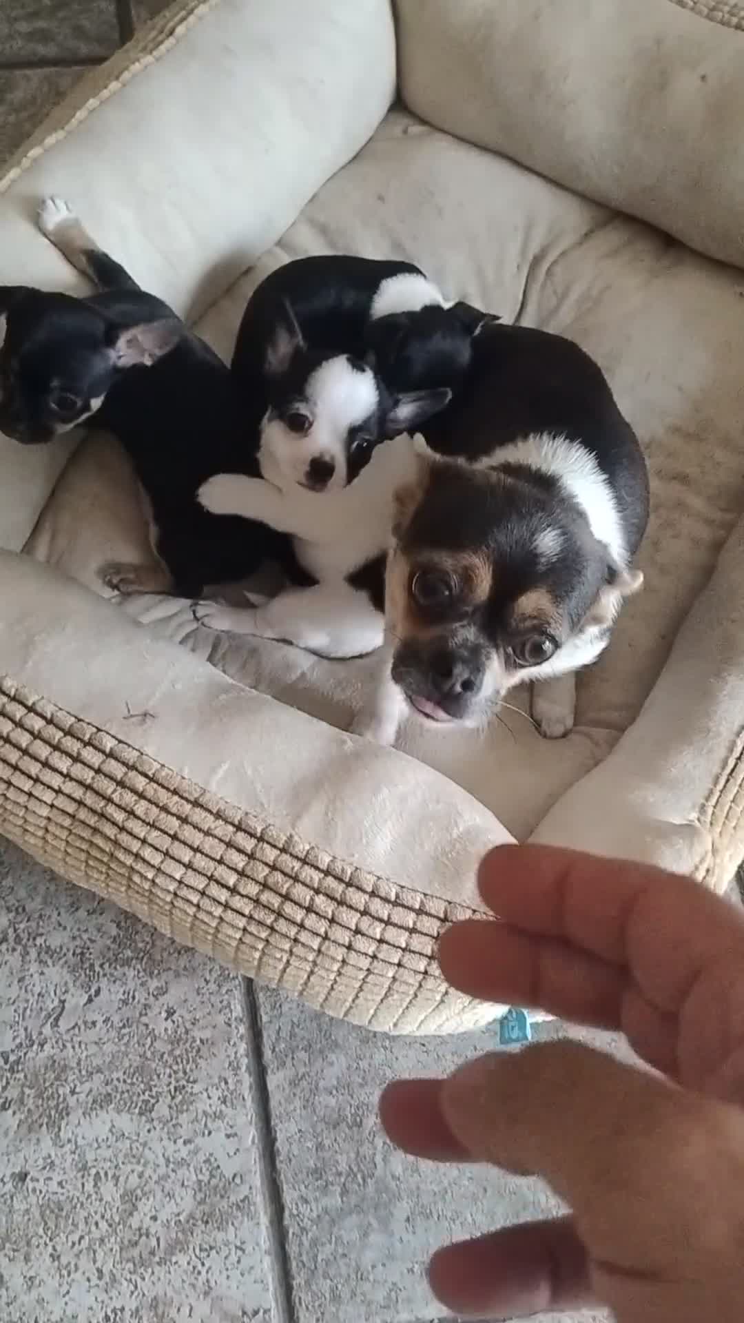 Chihuahua cani in vendita: Cuccioli chihuahua  - Video 1