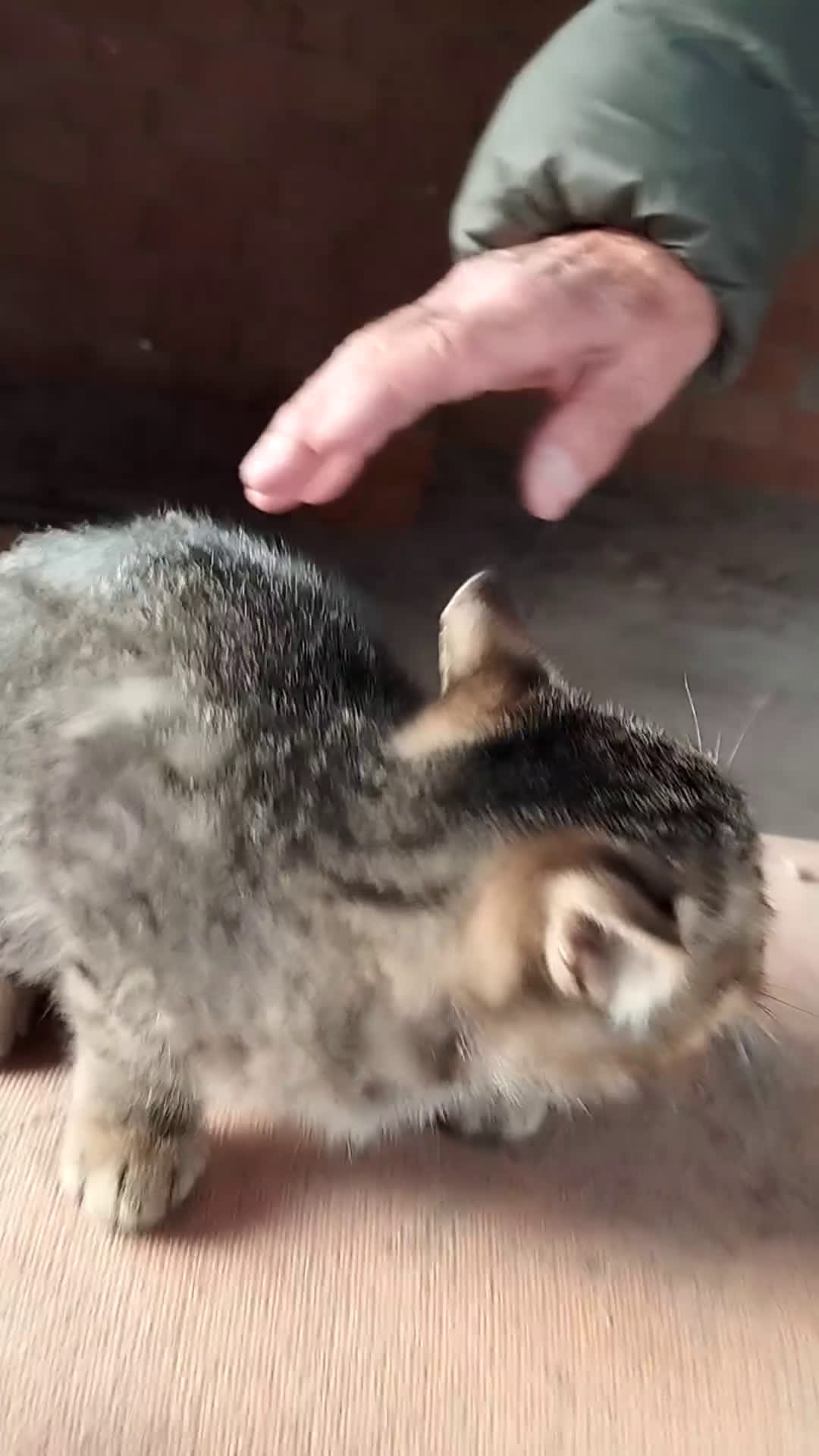 Europeo gatti in regalo: 3 simpatici tigratini - Video 1