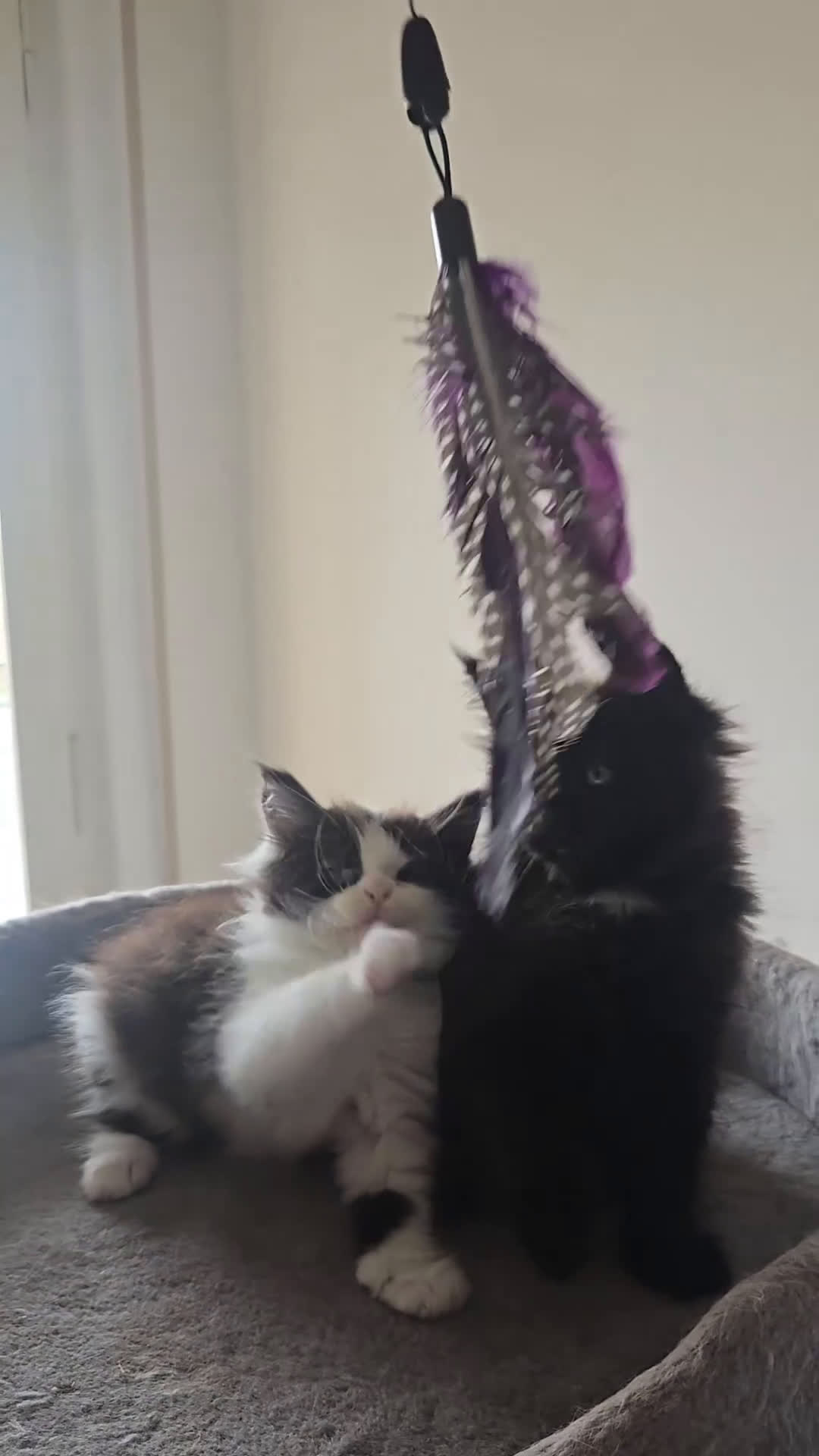 Maine Coon gatti in vendita: Cuccioli di Maine Coon pedigree da compagnia  - Video 2