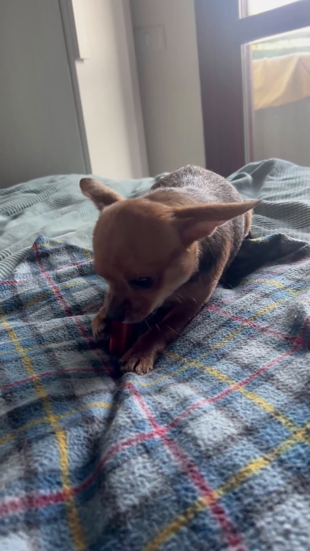 Chihuahua cani in vendita: Femmina pedigree colore fulvo - Video 1