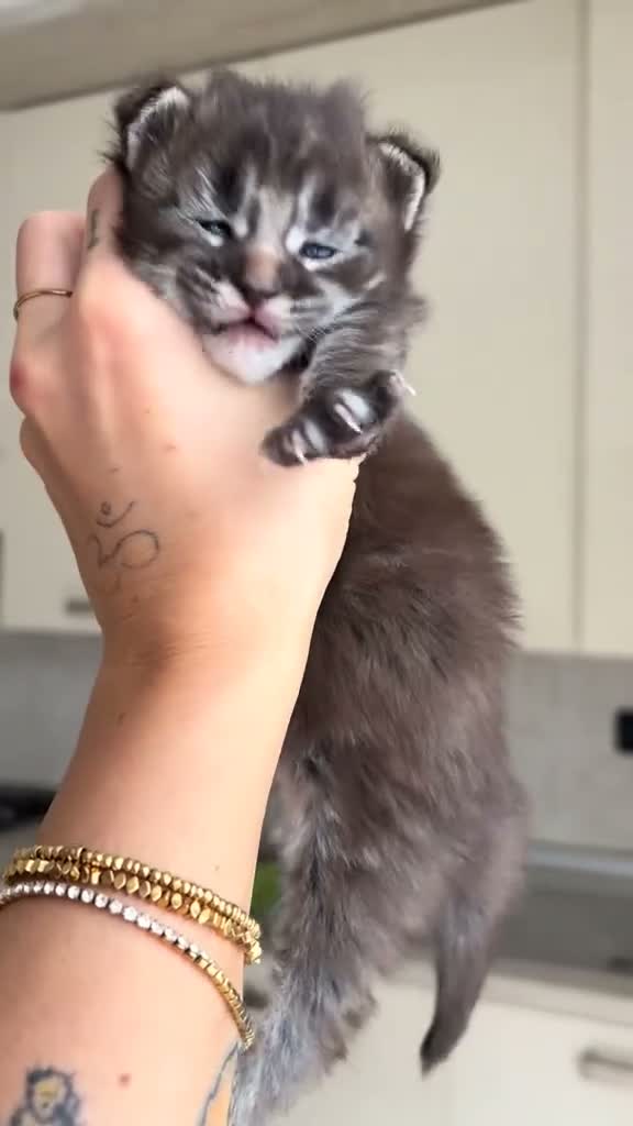 Maine Coon gatti in vendita: Maine coon con pedigree  - Video 2
