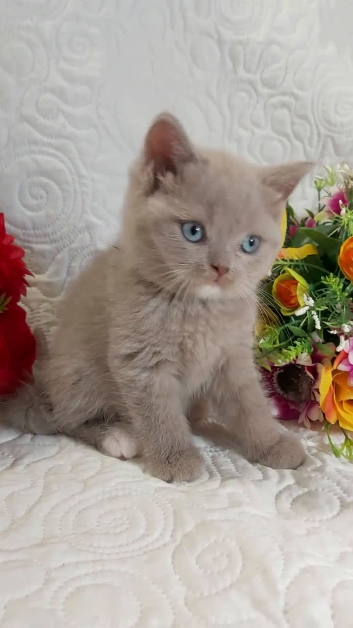 Scottish gatti in vendita: Scottish Straight bellezza rara  a Città Metropolitana di Torino - Video 1