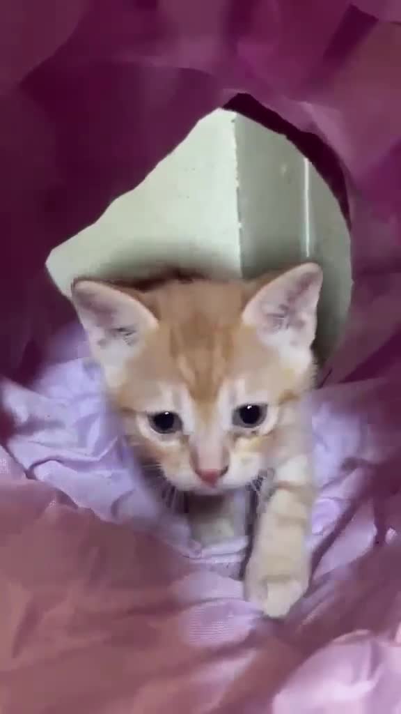 Meticcio gatti in regalo: JAZZ, MICETTO ROSSO TENERISSIMO CERCA UNA MAMMA UM - Video 1