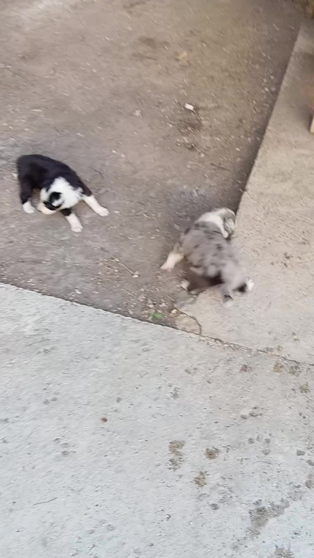 Border Collie cani in vendita: Cuccioli di border collie - Video 1