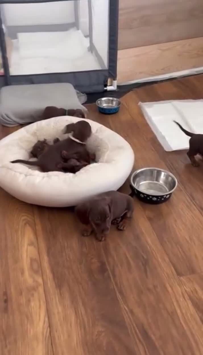 Bassotto cani in vendita: Bassotti Nani  - Video 1