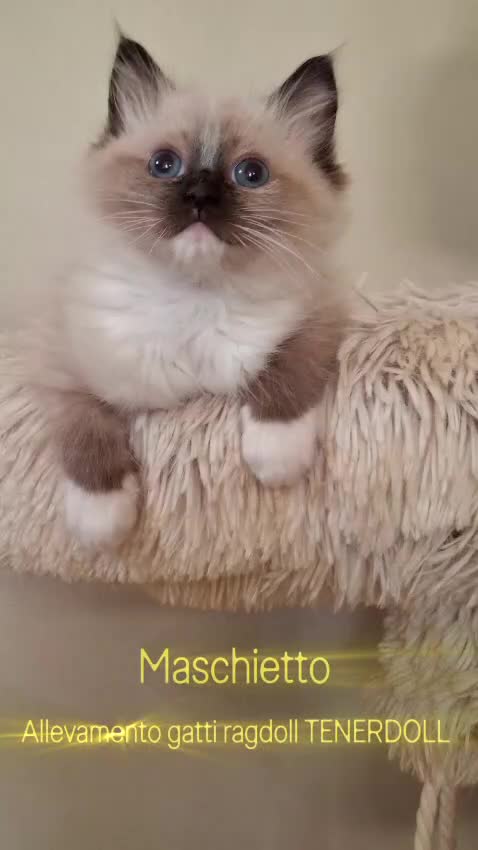 Ragdoll gatti in vendita: Ragdoll con Pedigree  - Video 1
