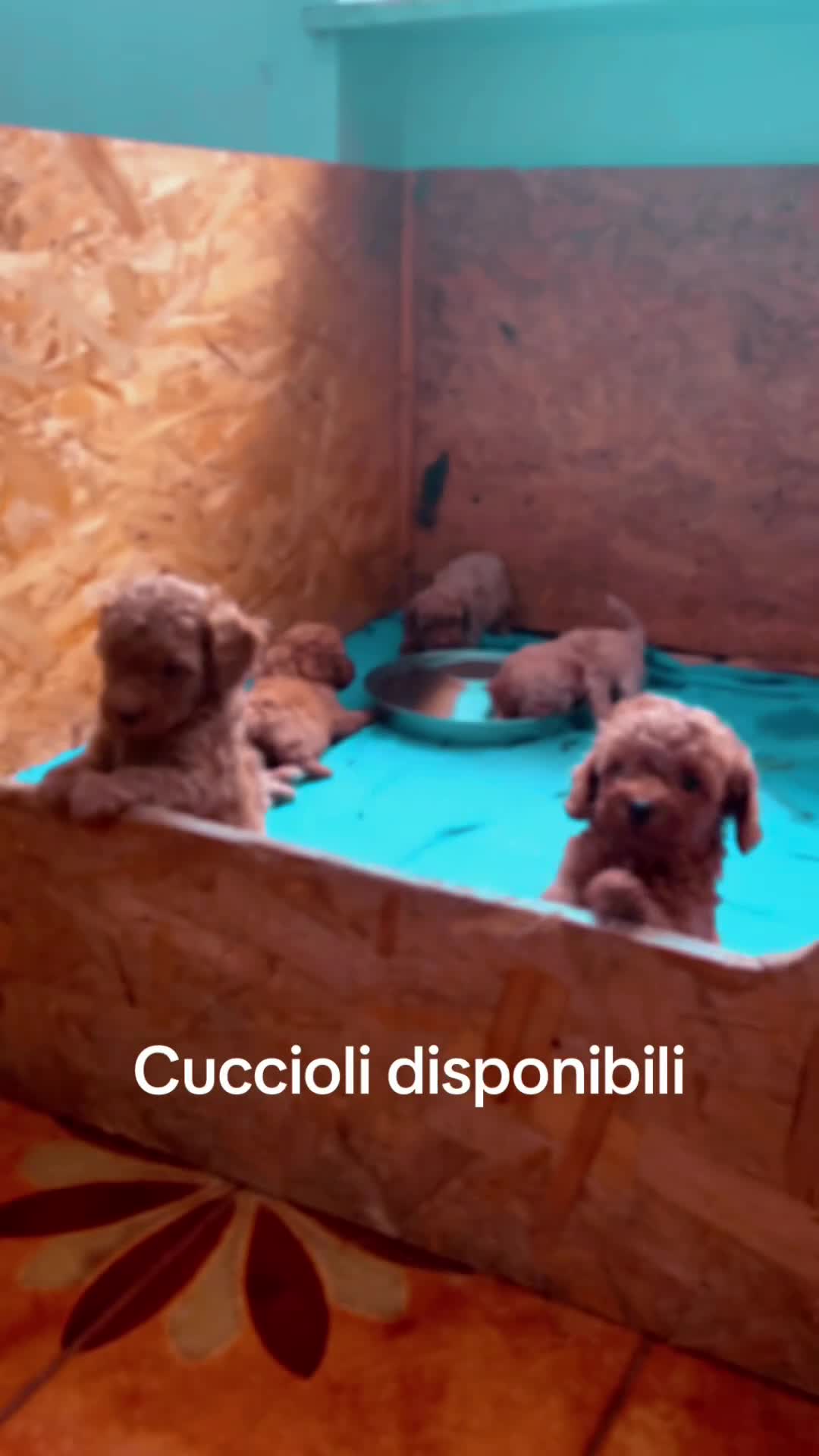 Barboncino Toy cani in vendita: Barboncino a Provincia di Cuneo - Video 1