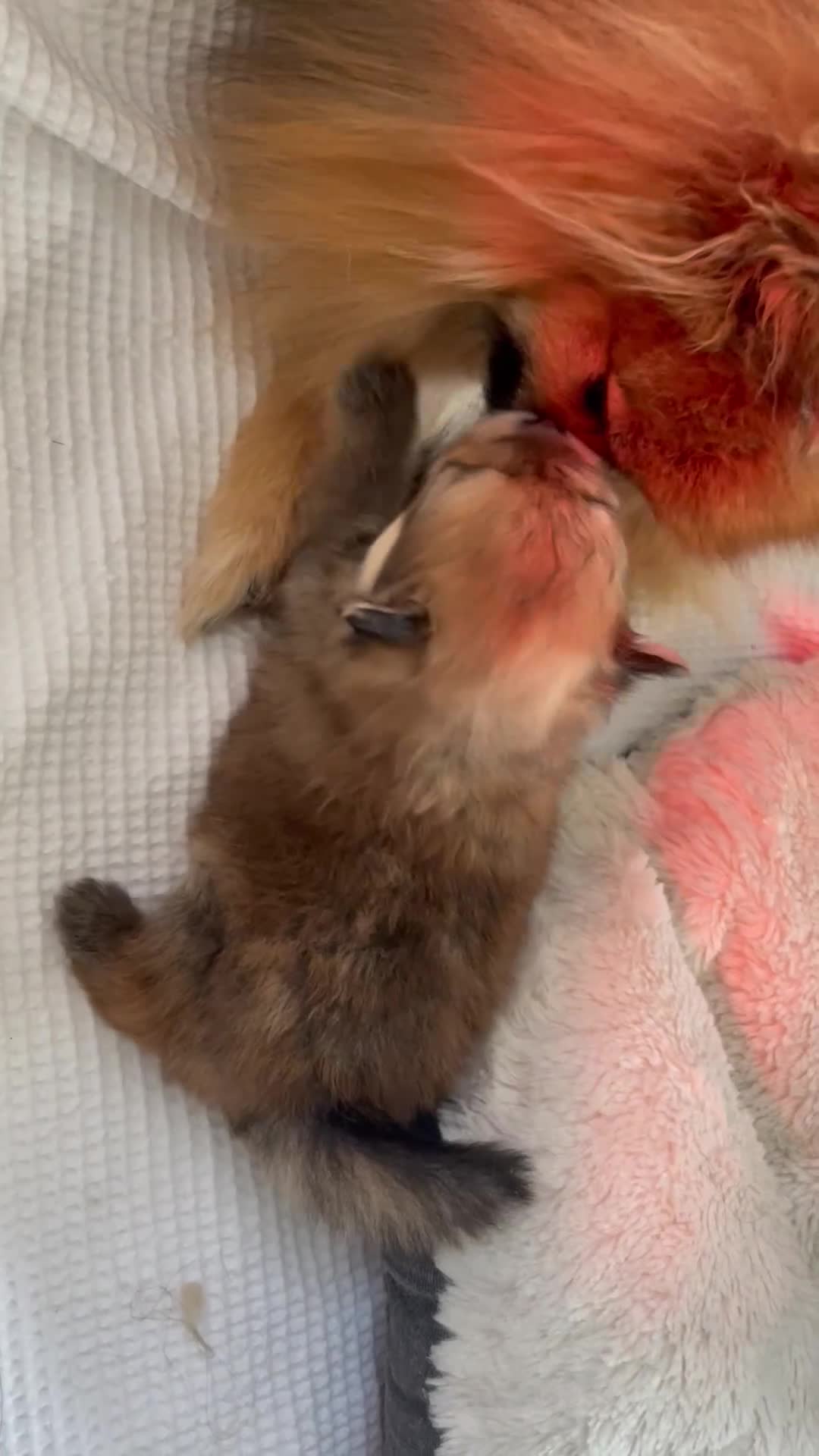 Volpino Pomerania cani in vendita: Volpino di Pomerania  - Video 2