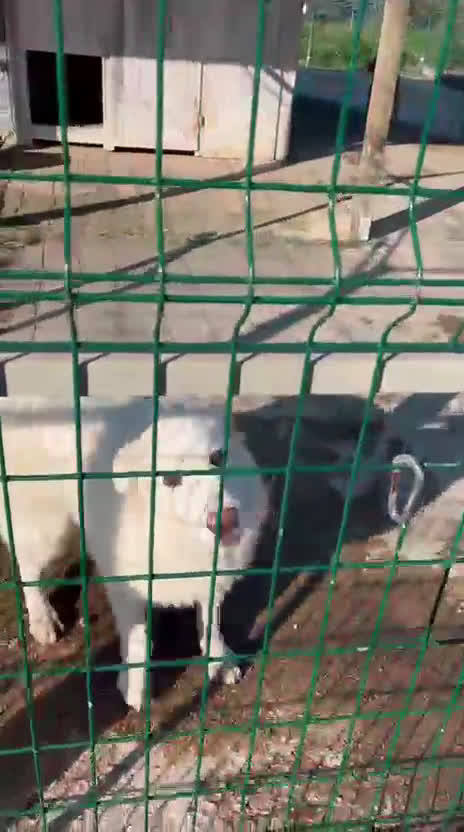 Meticcio cani in regalo: Cucciola 6 mesi - Video 1