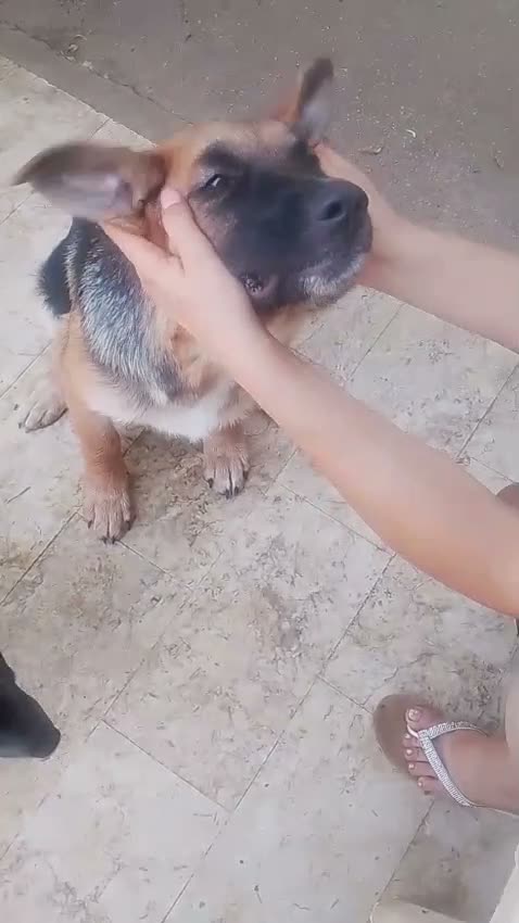 Meticcio cani in regalo: SARABY SIMIL PASTORINA  - Video 1