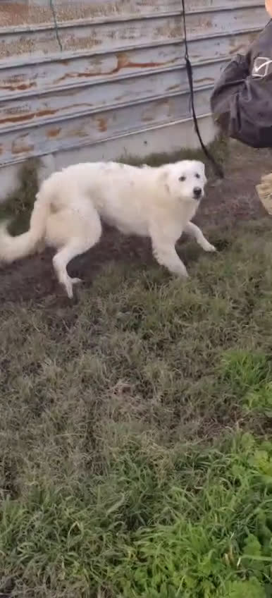 Meticcio cani in regalo: Claudia: 2 anni, taglia media, socievole  - Video 4