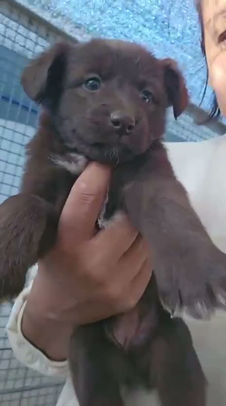 Meticcio cani in regalo: Nicole: 2 mesi taglia contenuta  - Video 1