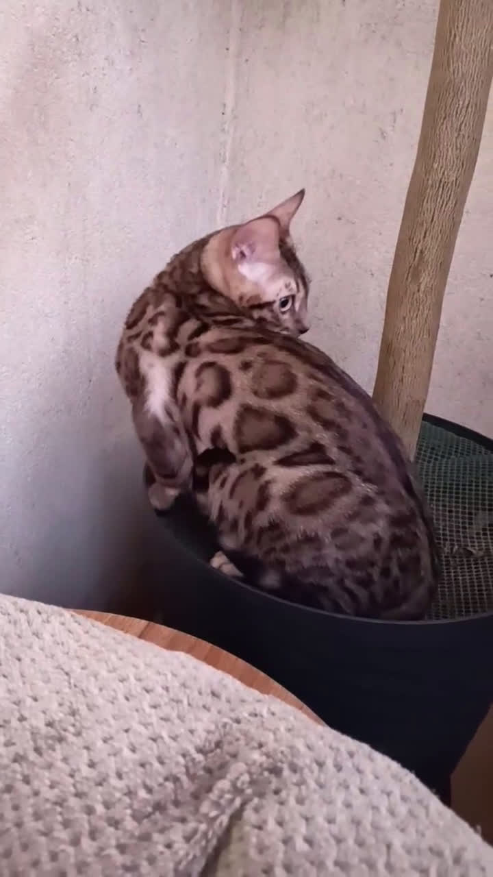 Bengala gatti in vendita: cucioli bengala  - Video 2