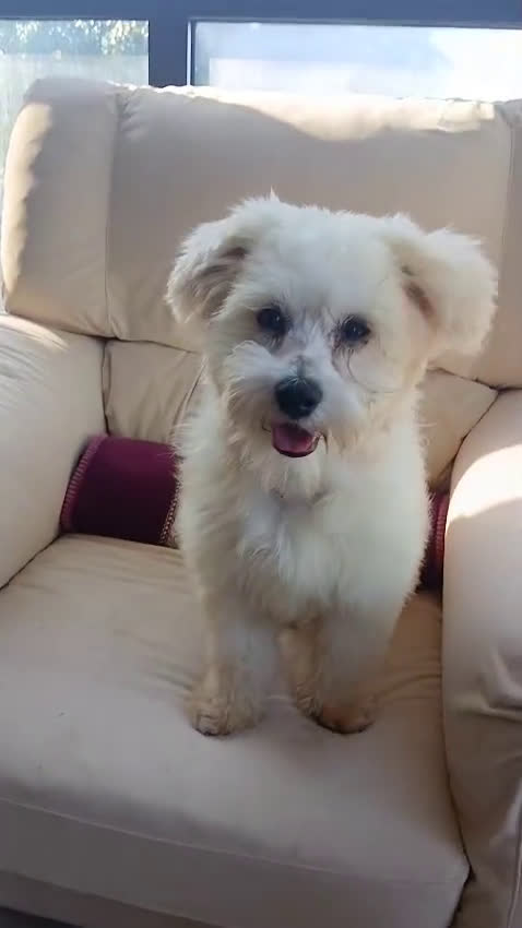 Maltese cani in regalo: Flex, un meraviglioso maltesino - Video 3