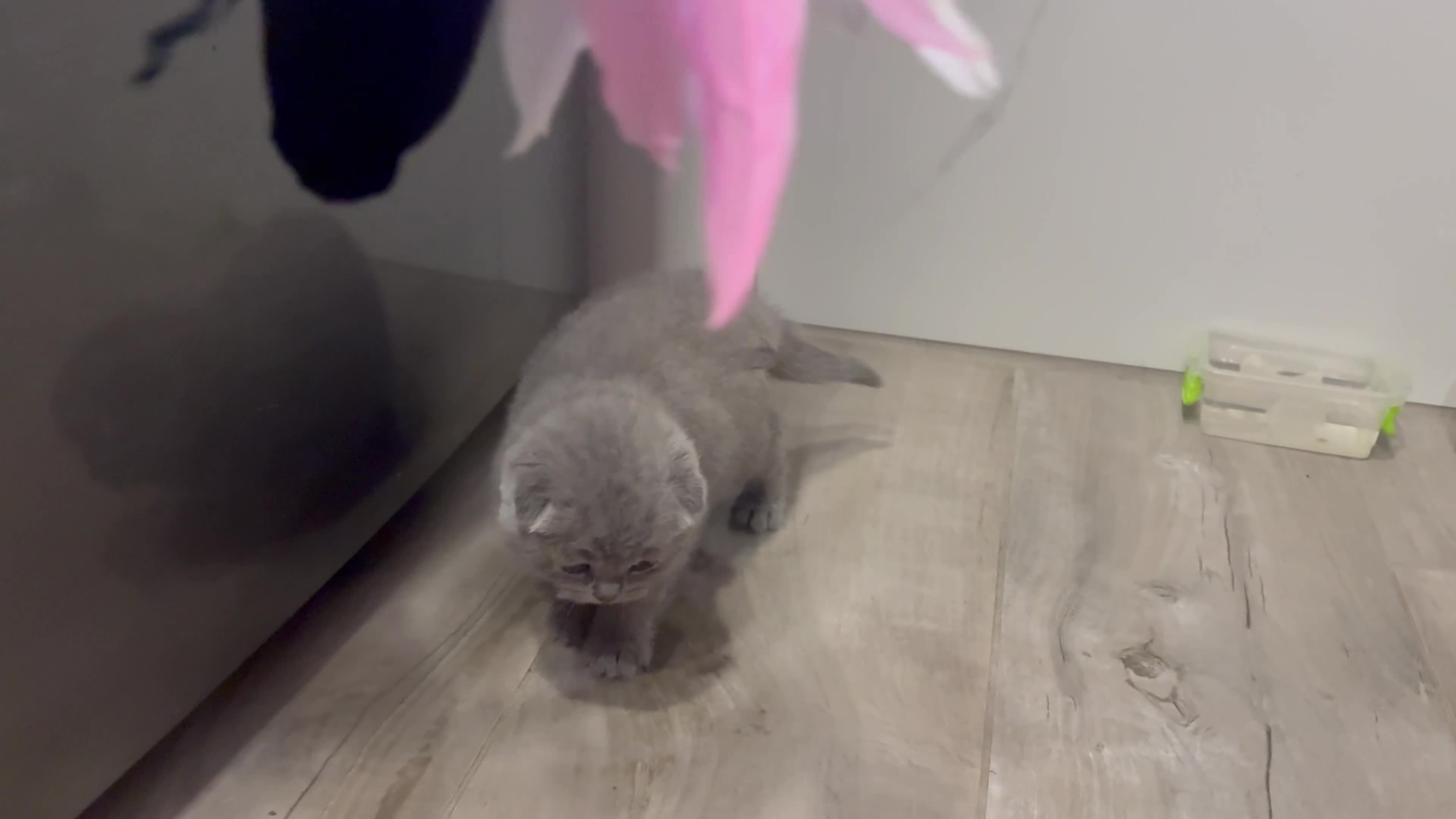 British gatti in vendita: Scottish fold sthrait  - Video 2