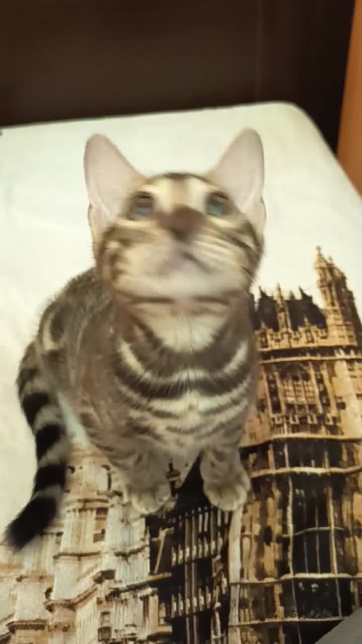 Bengala gatti in vendita: la meraviglia di Selected Breed 🥰 - Video 4