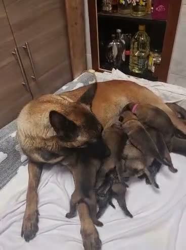 Pastore Belga cani in vendita: Cuccioli di Cane da Pastore Belga Malinois - Video 1