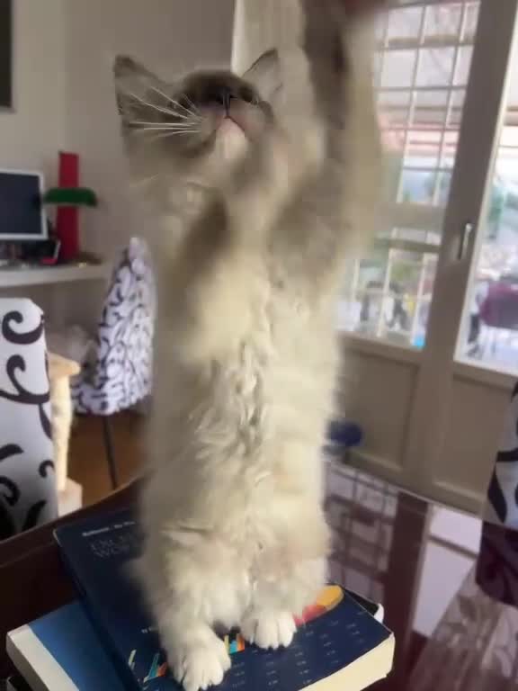 Ragdoll gatti in vendita: Bellissimo cucciolo di ragdoll - Video 5