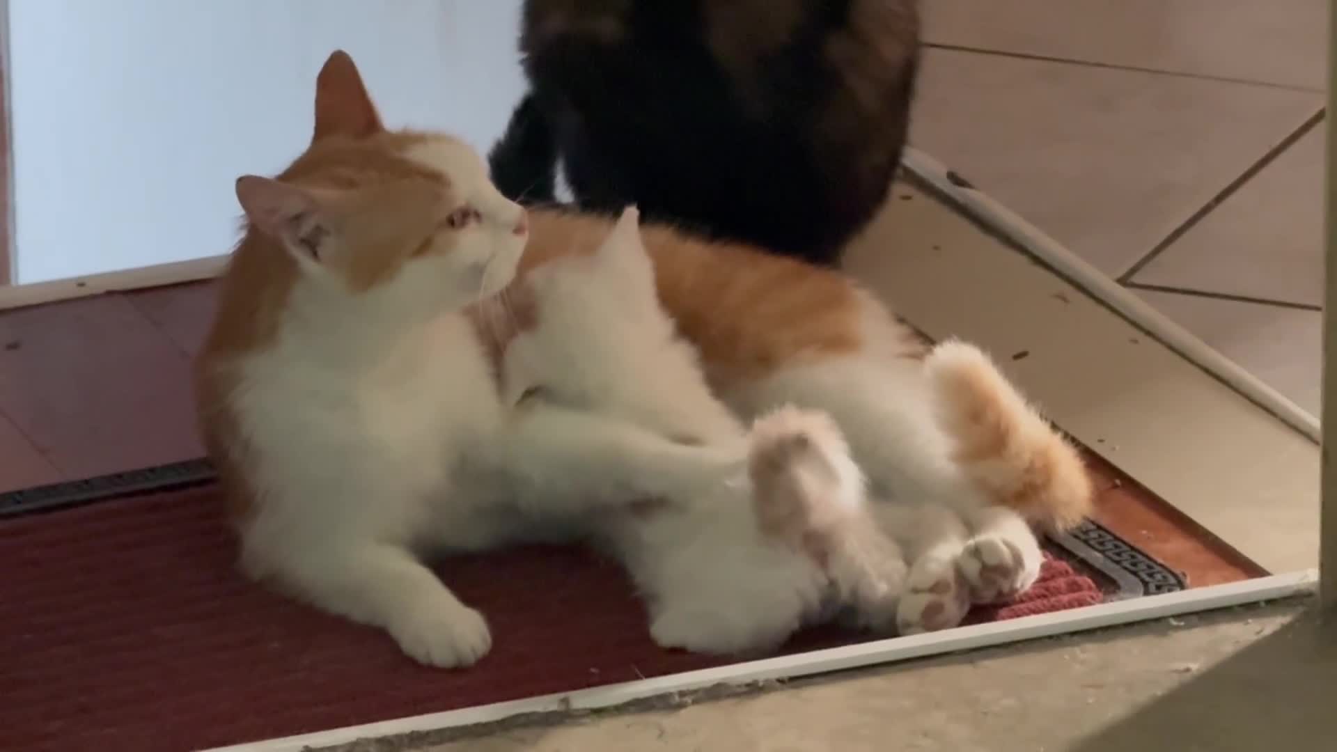 Europeo gatti in regalo: Gattina bianca con macchie rossicce - Video 1