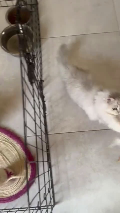 Persiano gatti in vendita: Gattine persiane normotipo  a Provincia di Reggio Emilia - Video 1