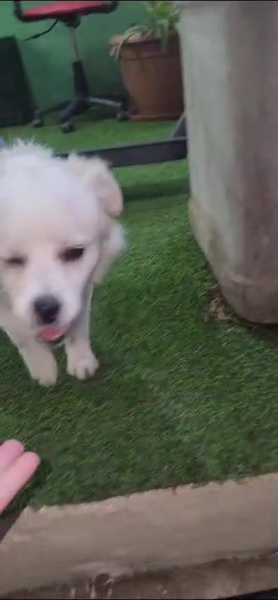 Meticcio cani in regalo: Cooki, un simil volpino giocherellone - Video 1